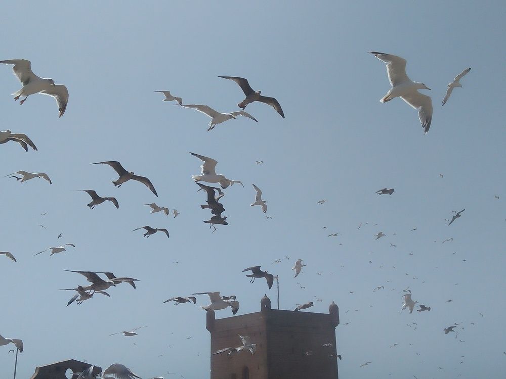 Photograph by Jellab