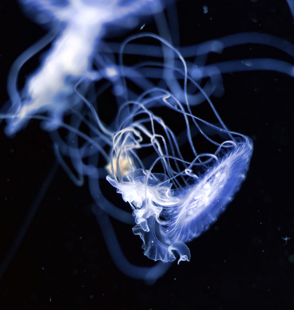 Photograph by Анна Кривицкая