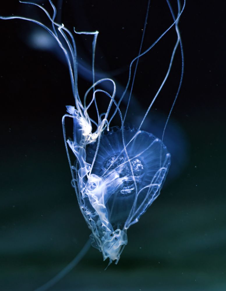 Photograph by Анна Кривицкая