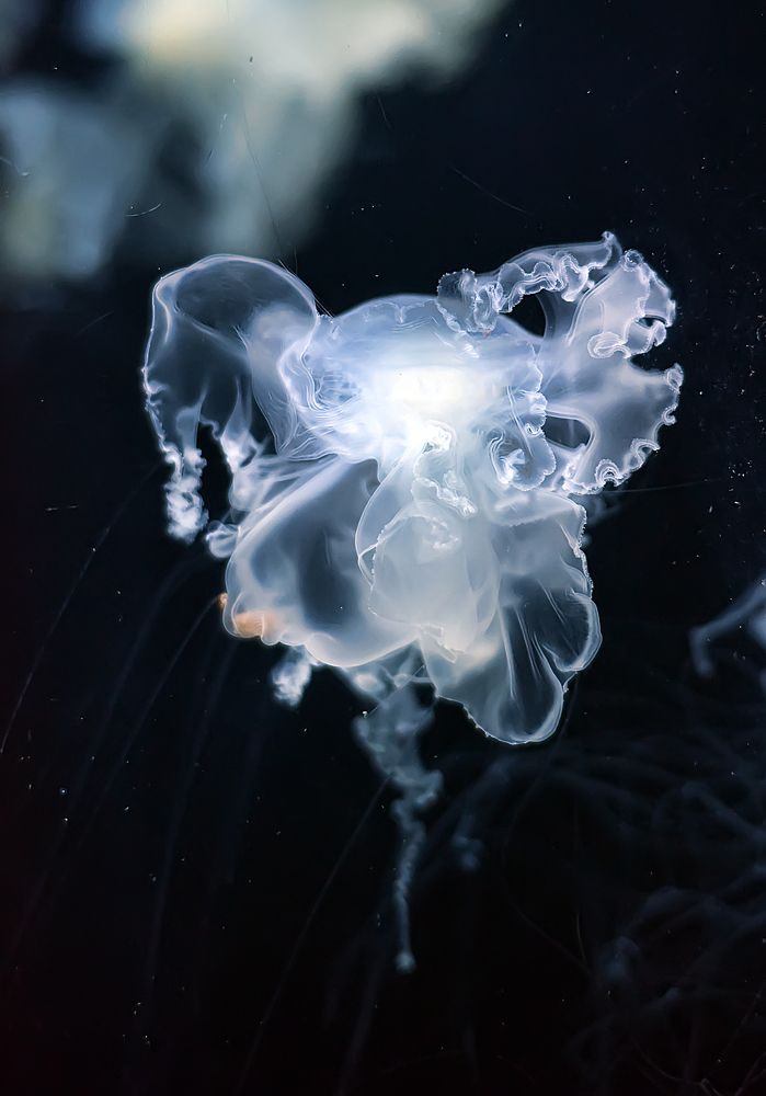 Photograph by Анна Кривицкая