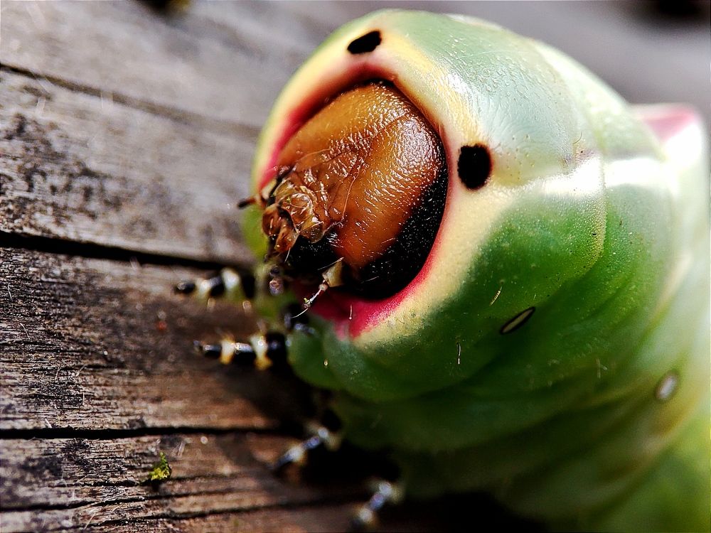 Гусеница бабочки бражника