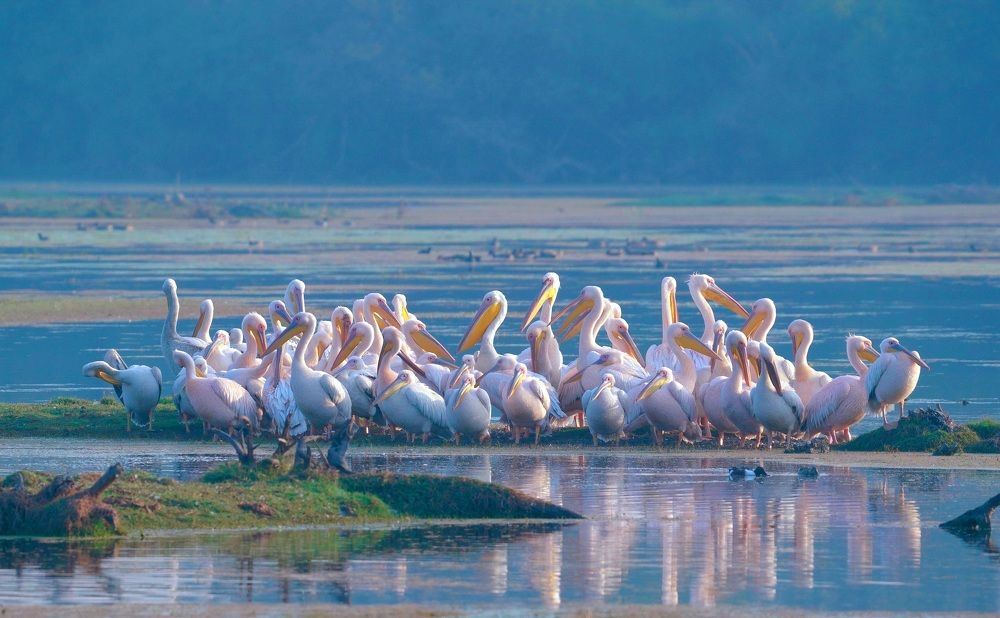 Photograph by Rajesh Koderi