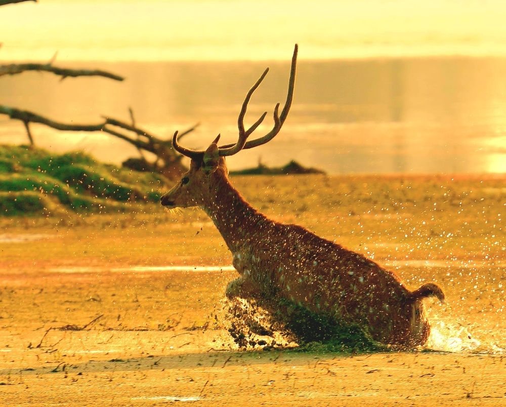 Photograph by Rajesh Koderi