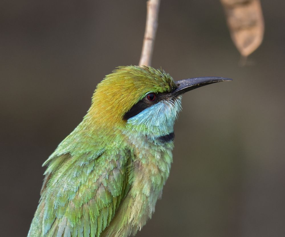 Photograph by Yohan Tharuka