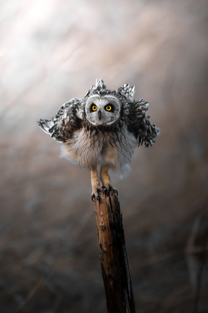 Photograph by Matsubara Hiroki