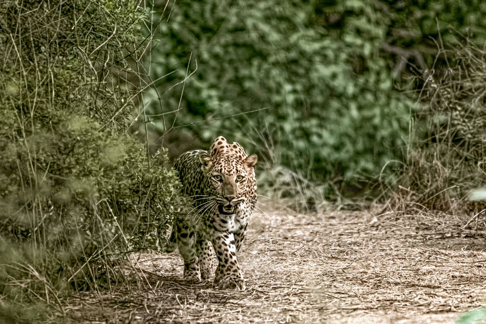 Photograph by Sharad Mansharamani