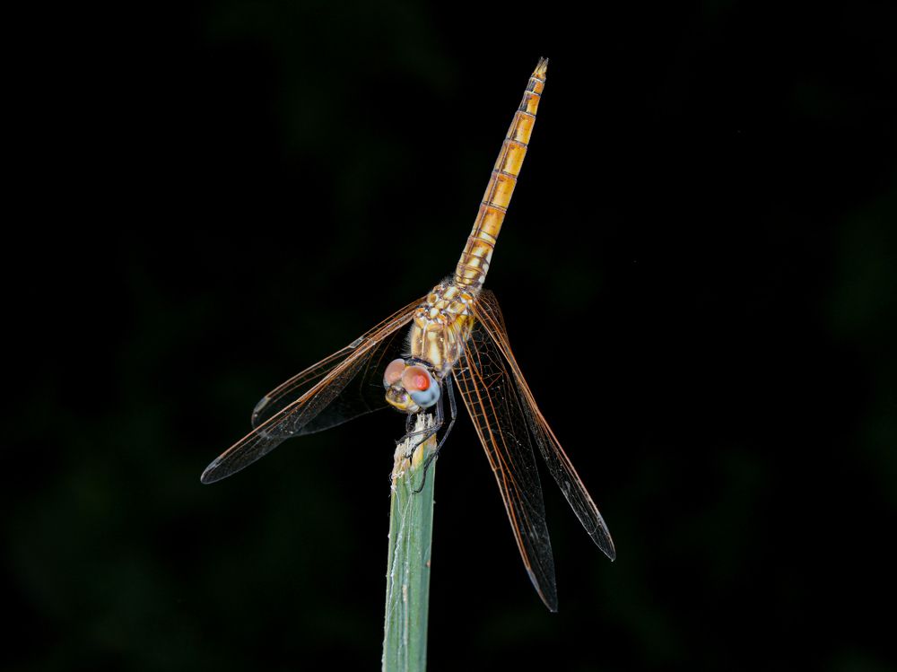 Photograph by Abdullah E Hamdi