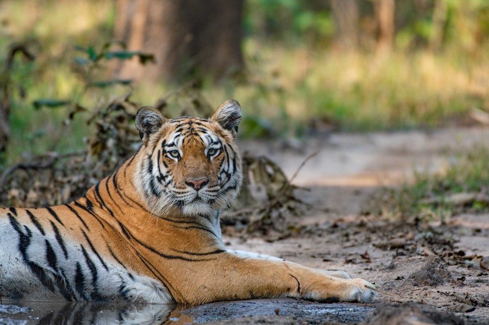 Photograph by Harsh Soni