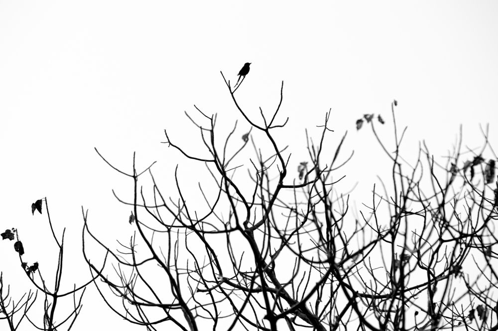 Photograph by Udhaya Sankar Alias Vinith M