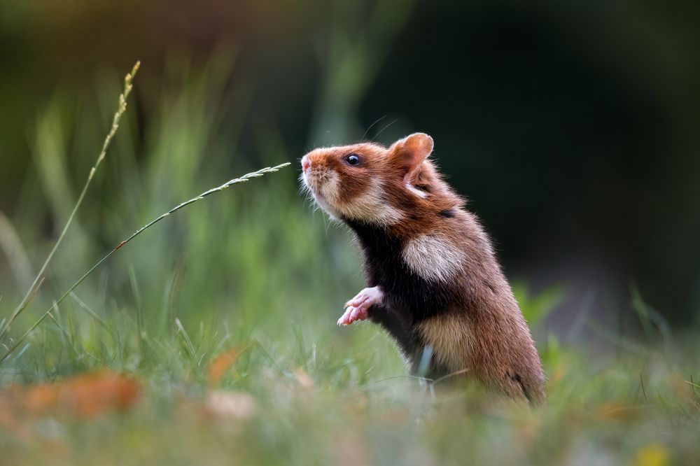 Photograph by Olena Pfister