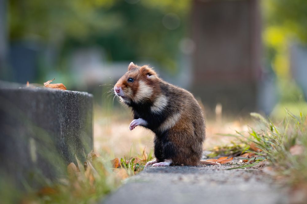 Photograph by Olena Pfister