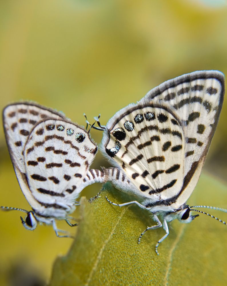 Photograph by Harshad vaghela