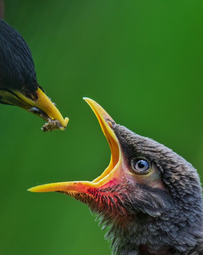 Photograph by Shraman Banerjee