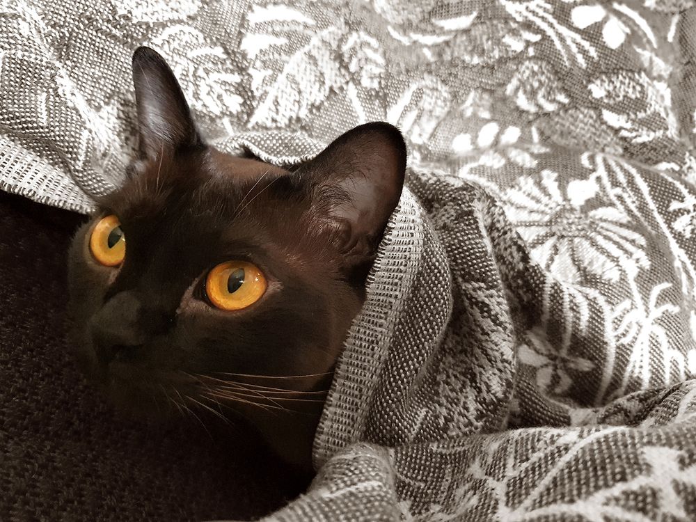 Фотография автора Надежда Лисицына