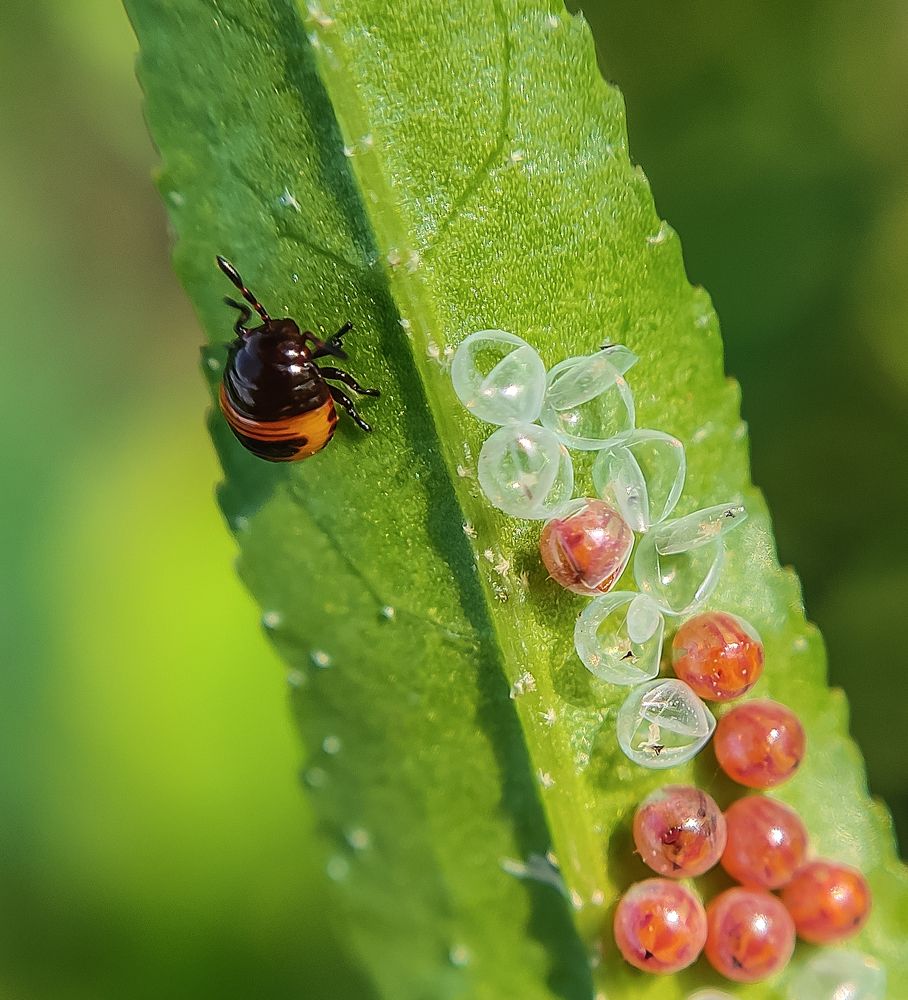 Photograph by Abhishek Manna