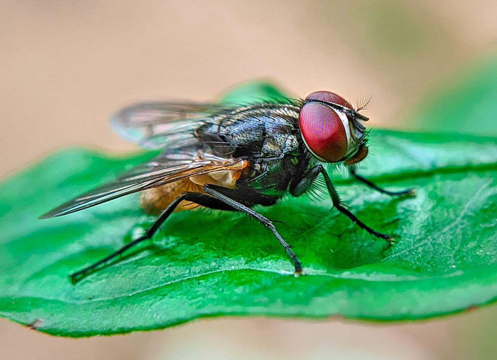 Photograph by Sajith Nayanananda