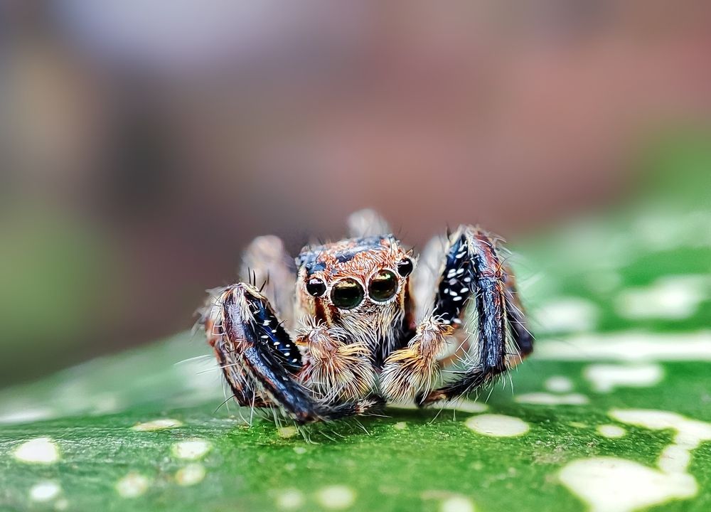 Photograph by Sajith Nayanananda