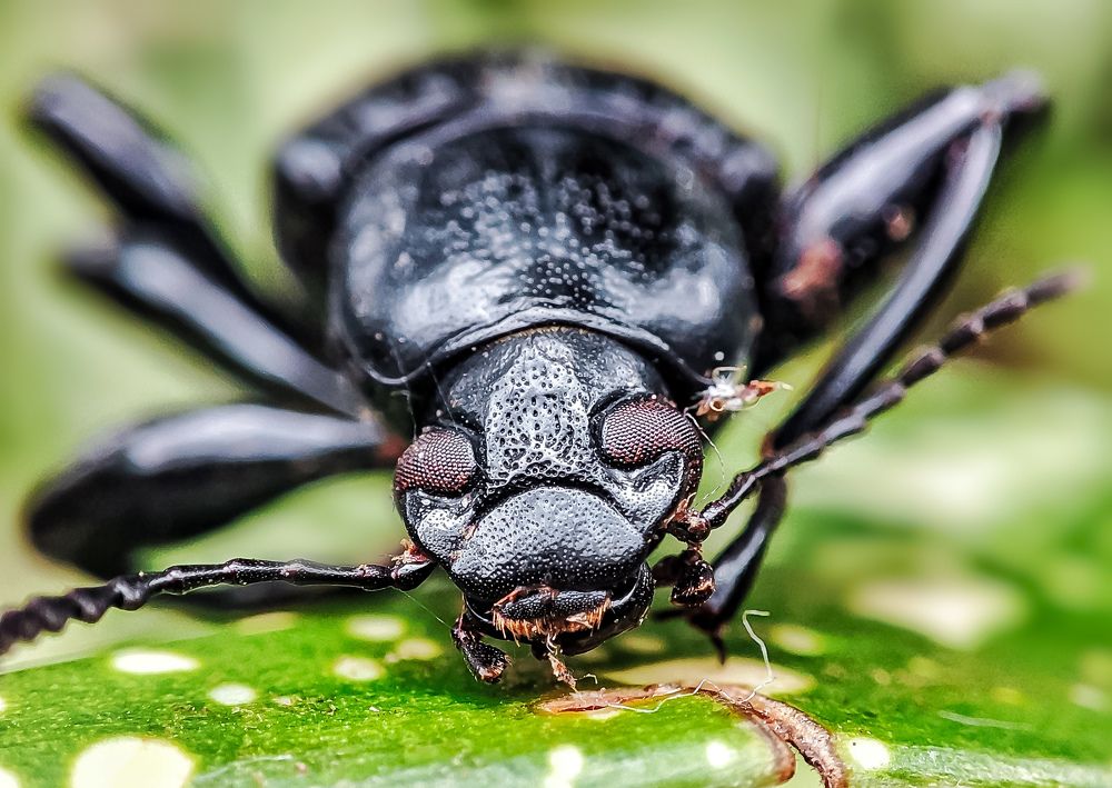 Photograph by Sajith Nayanananda