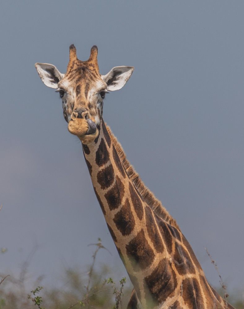 Giraffe