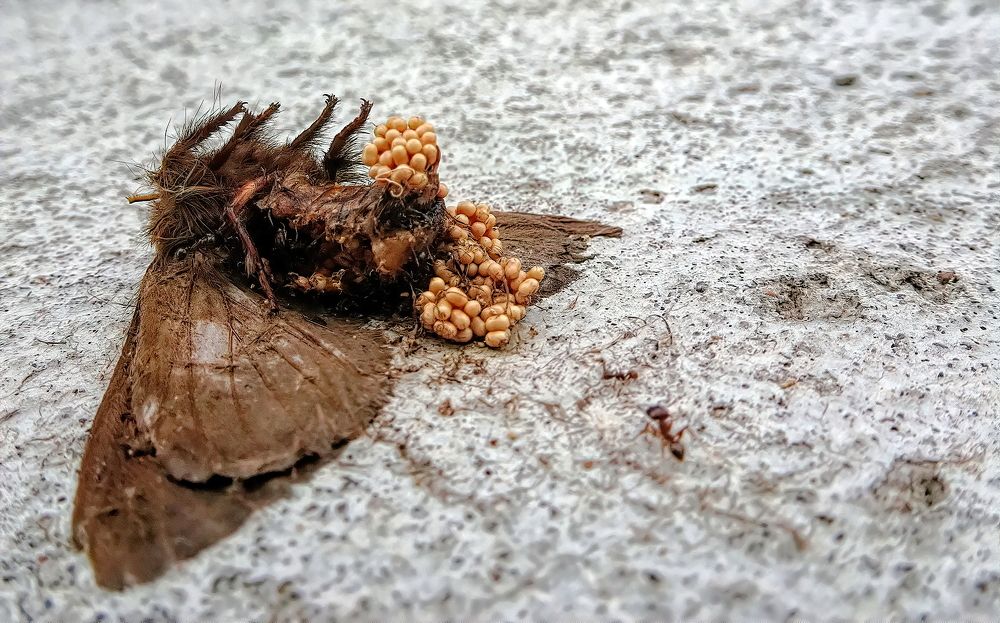 Photograph by Marcelo Luzzi