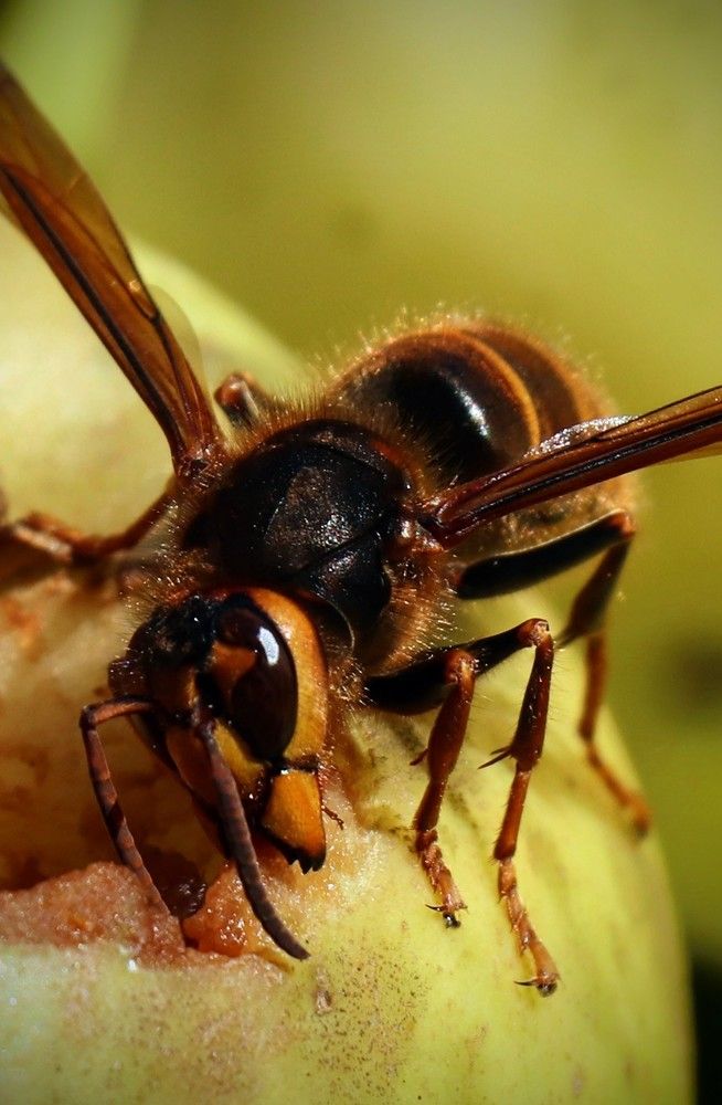 Photograph by Александра Безродная