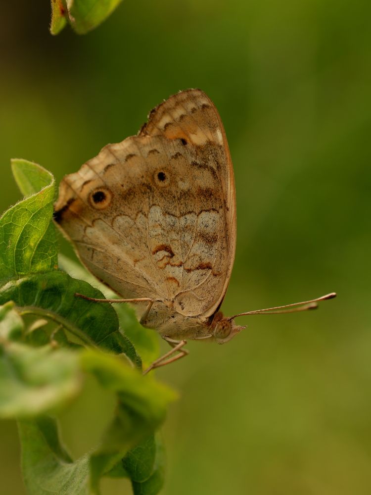 Фотография автора R. Zai