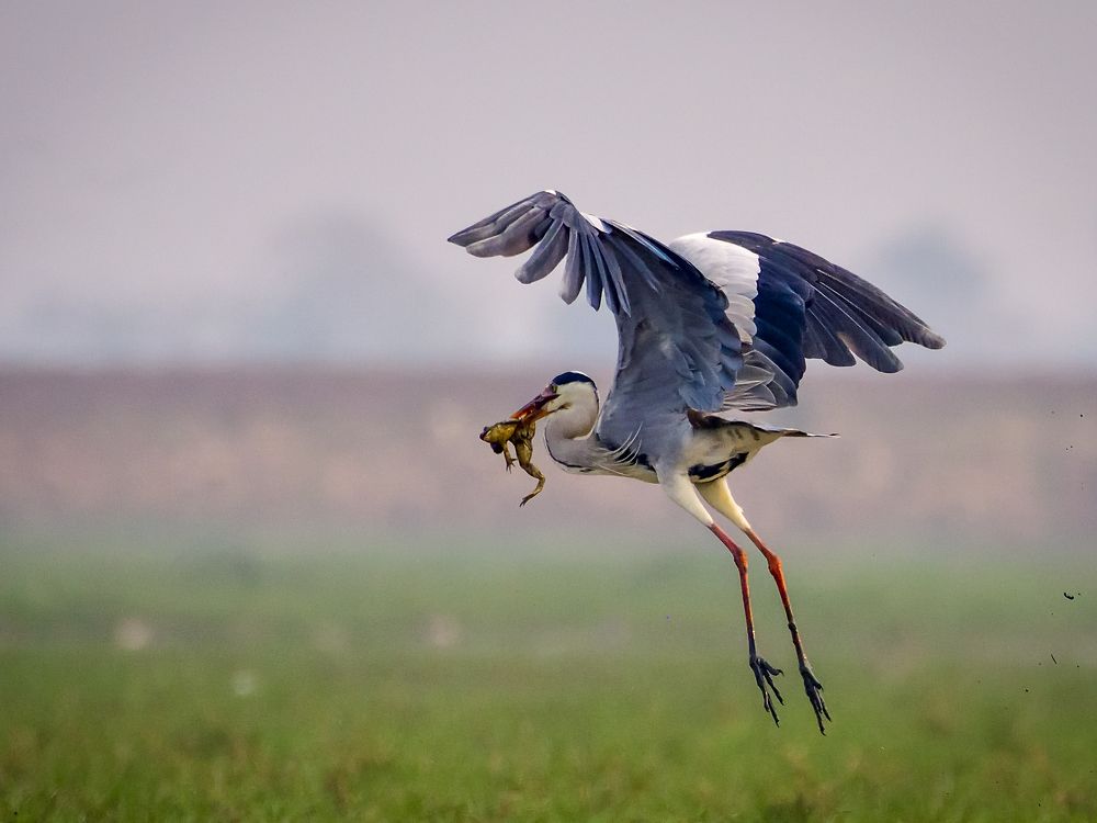 Grey Heron with catch.