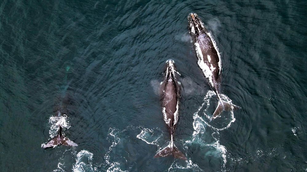 Photograph by Karasev Pavel