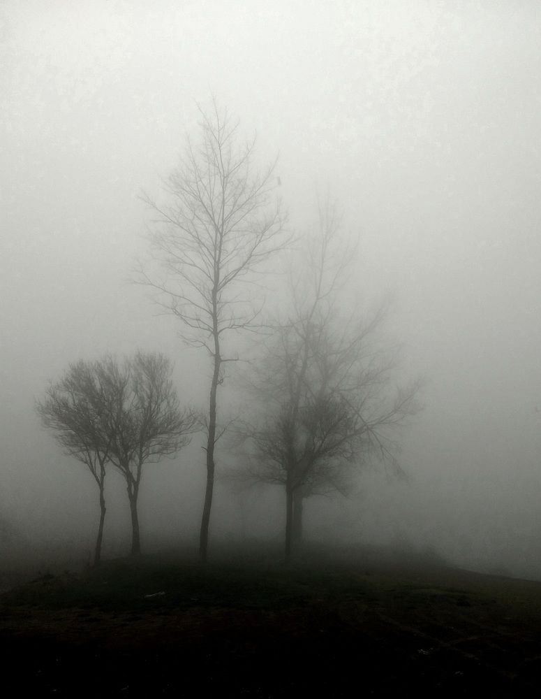 A single tree in the fog