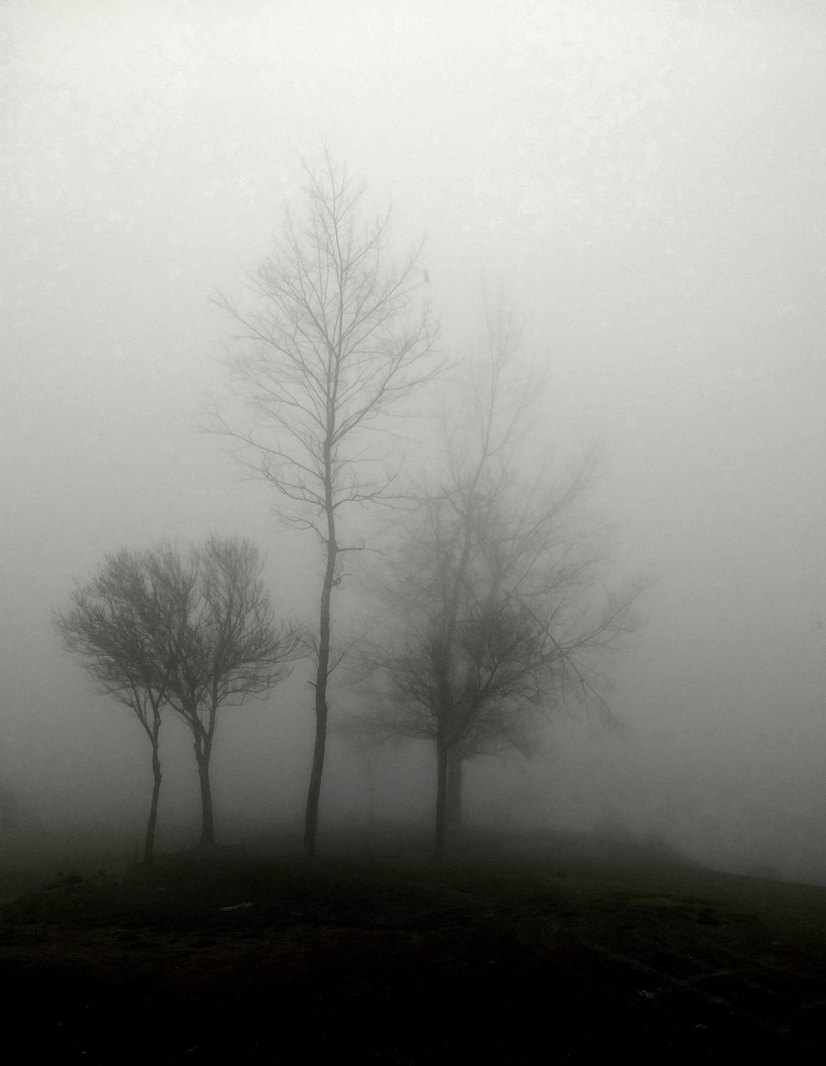 A single tree in the fog