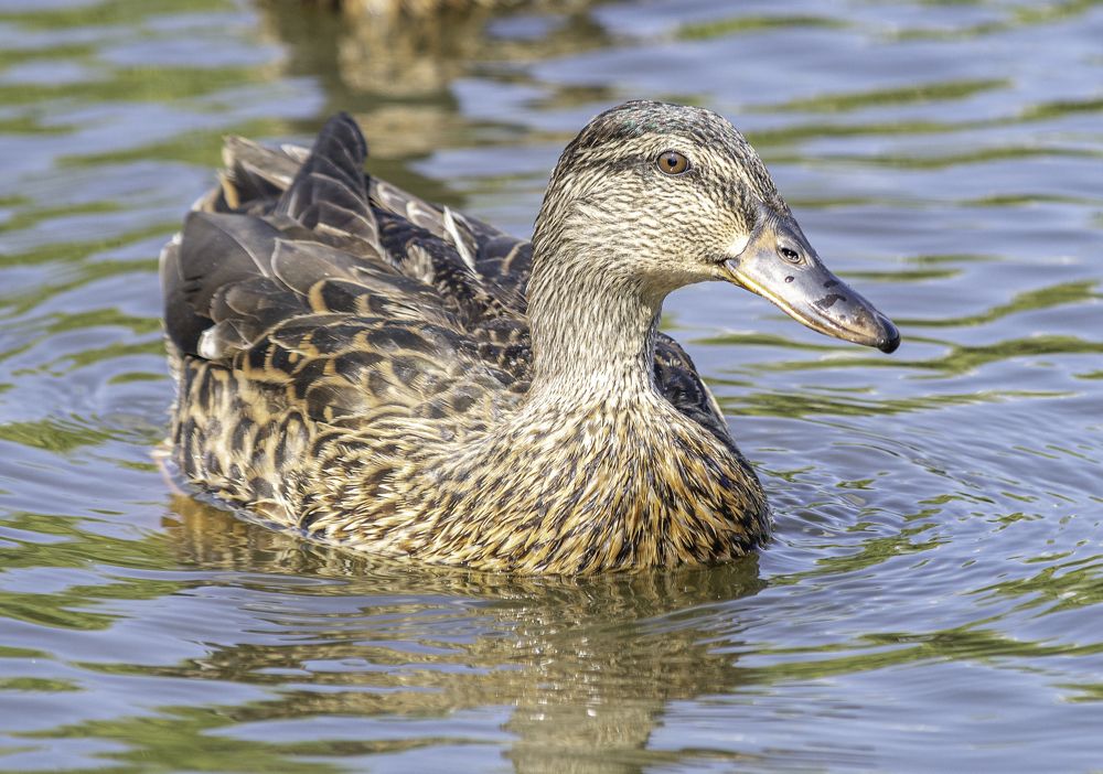 Photograph by Александр Ляндрес