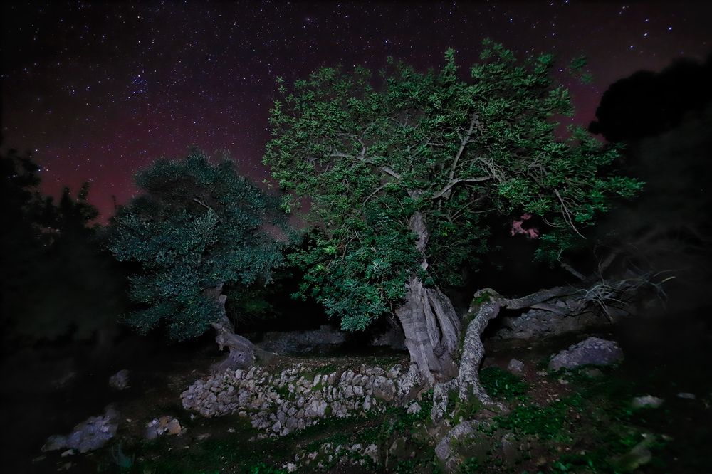Звездные оливки - магия древнего леса