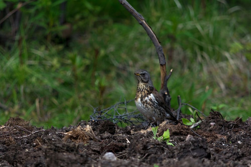 Photograph by Taras Shevchenko