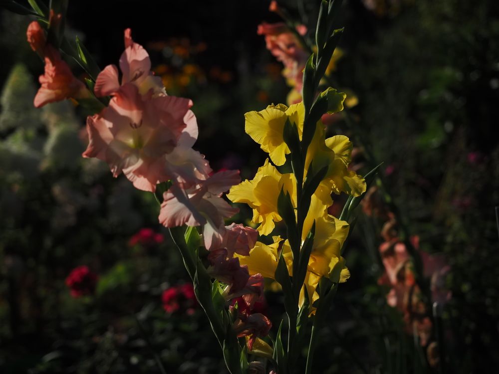 Photograph by Виктор Комиссаров