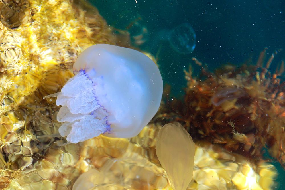 Photograph by Екатерина Пантелеева