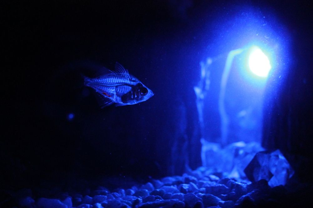 Photograph by Екатерина Пантелеева