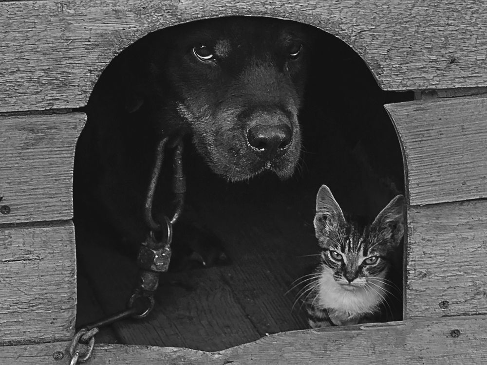 Photograph by Михаил Фенелонов