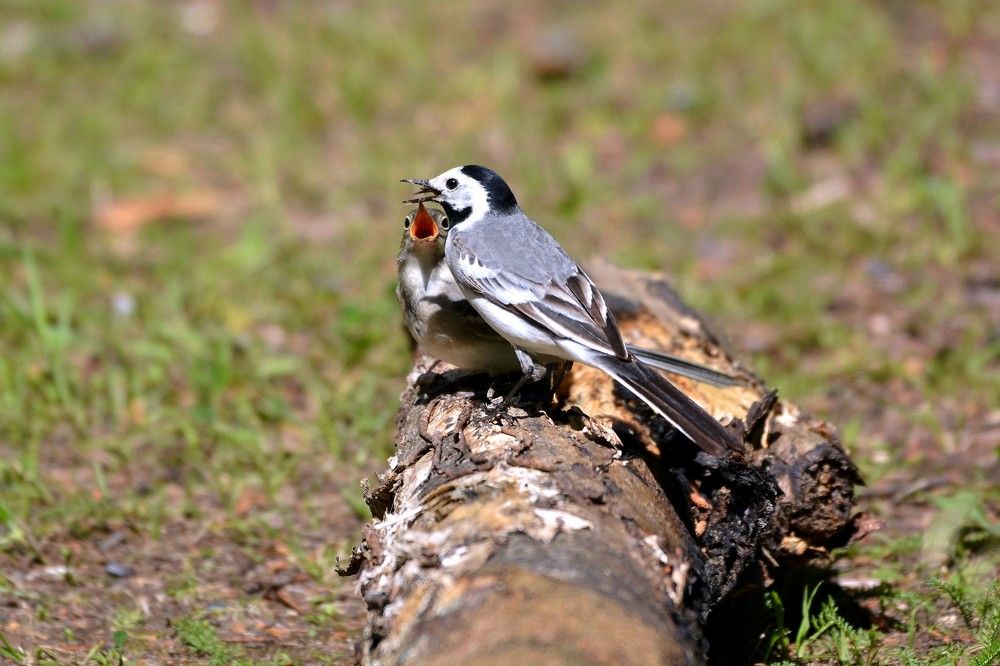 Кушать хочется. Трясогузки.