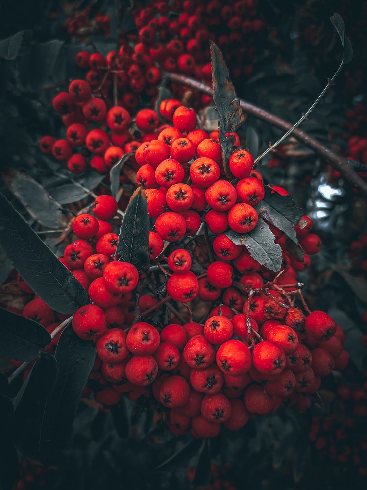 Photograph by Елена