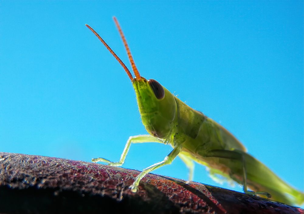 A very attentive grasshopper