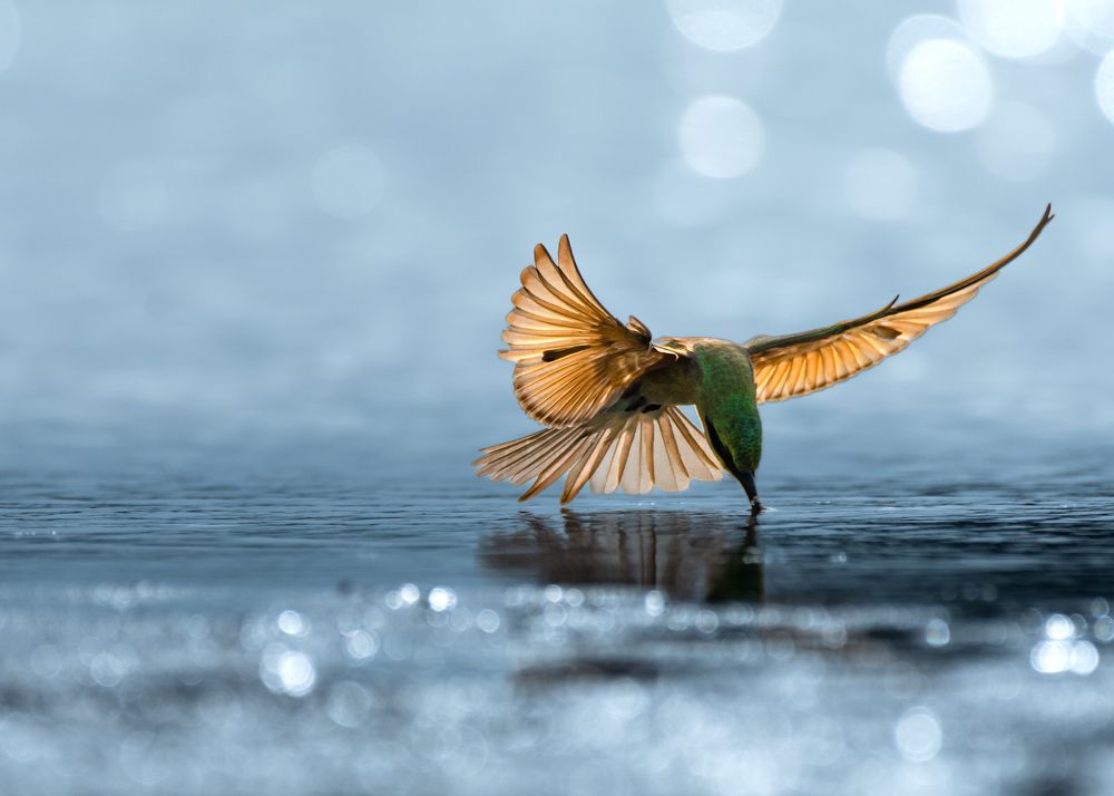 Blue Tailed Bee Eater.
