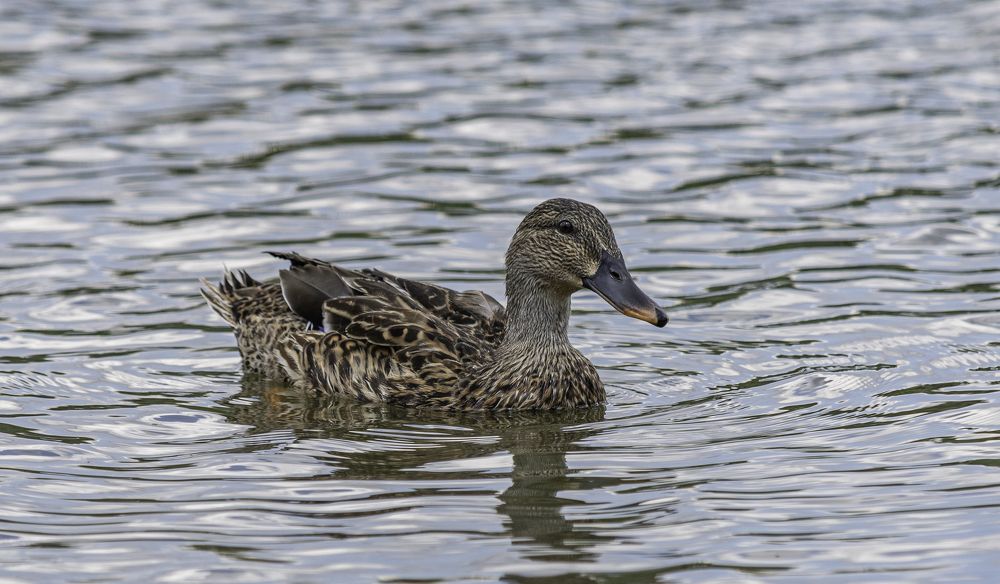 Photograph by Александр Ляндрес