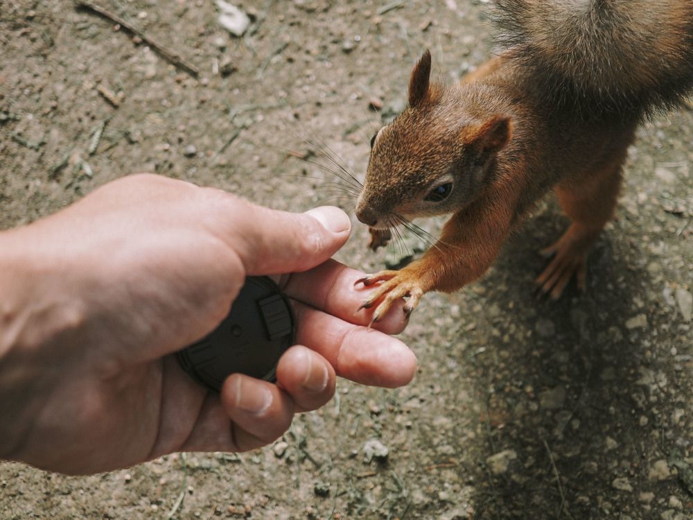 Дикая не дикая белка