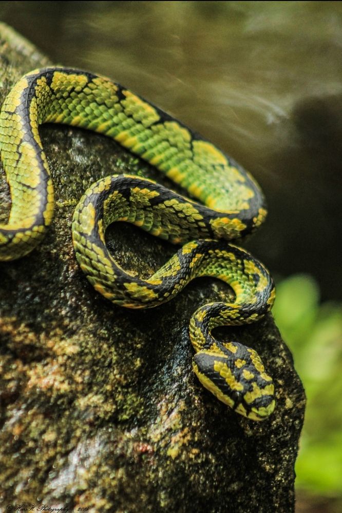 Photograph by Harsh Keppetipola