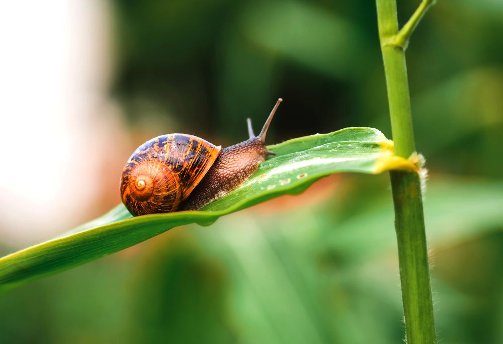 Photograph by Julia Blagoevich