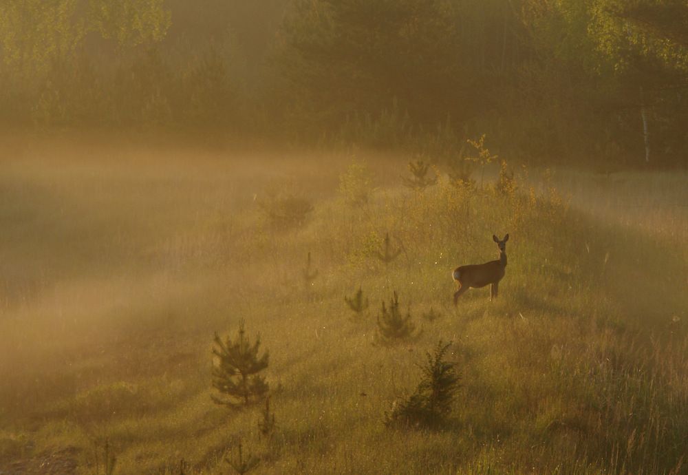 Photograph by Сергей Тарасюк