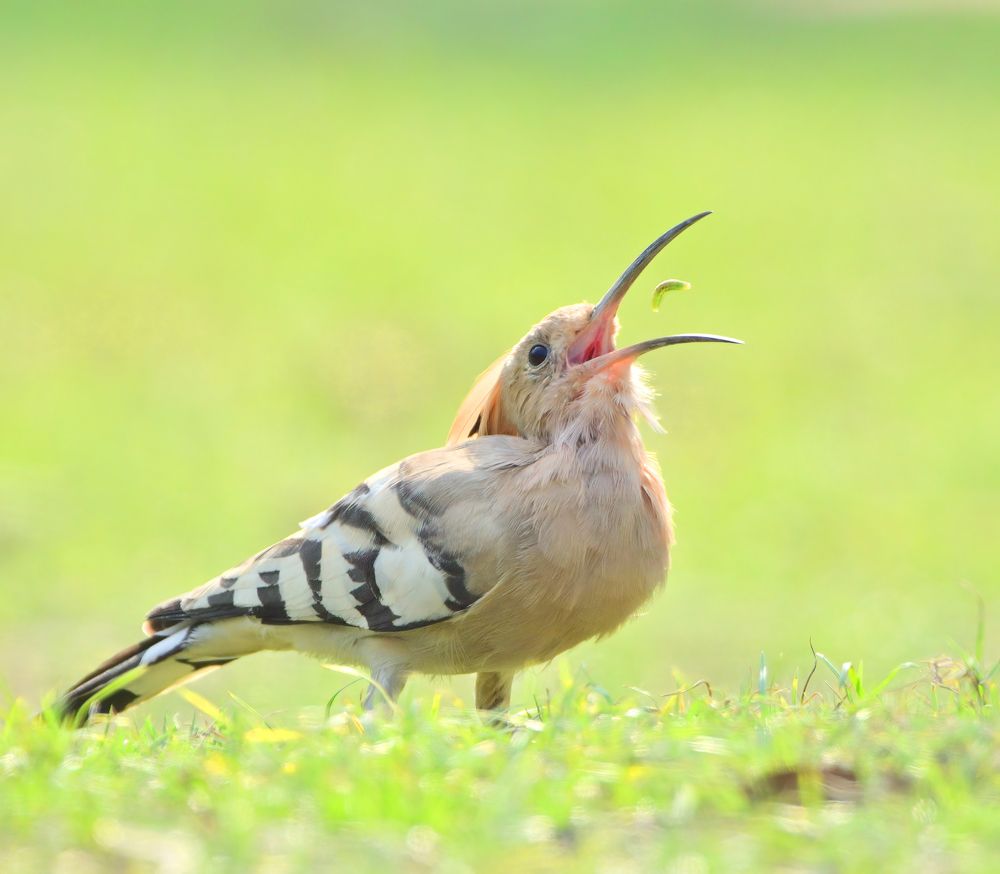 Photograph by Abhishek Manna