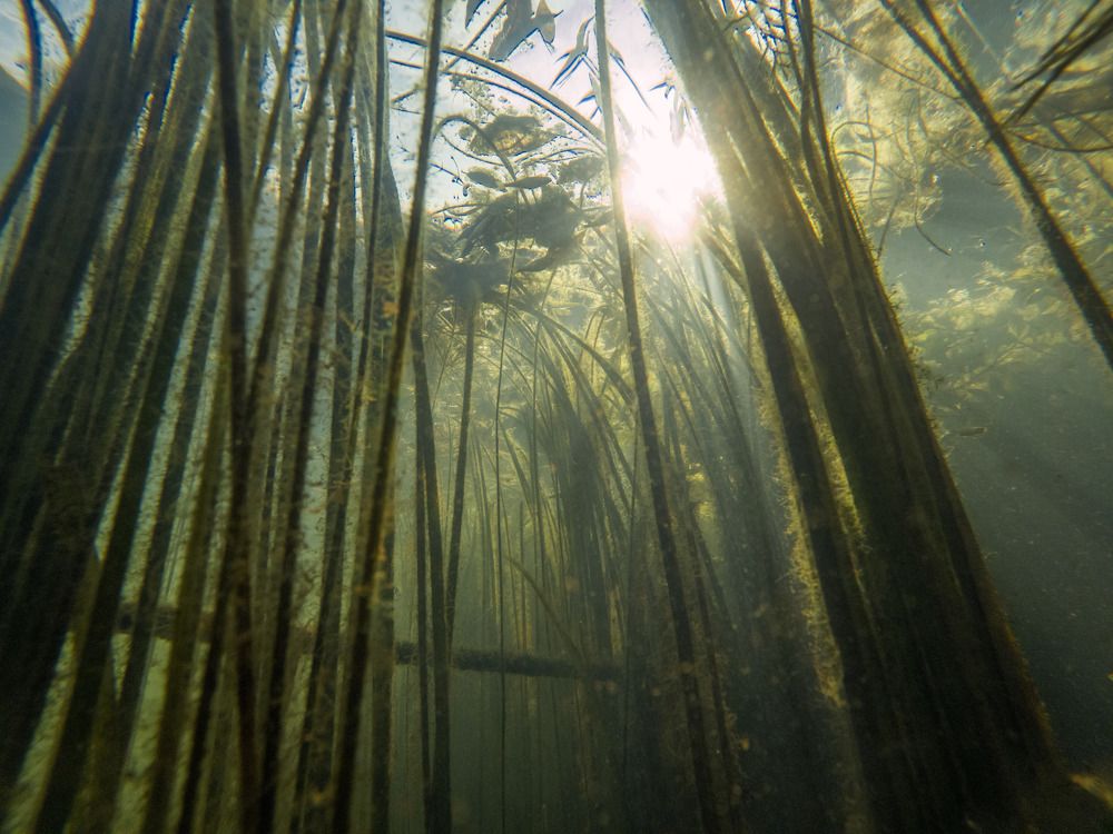 Я пескарик. Я так вижу
