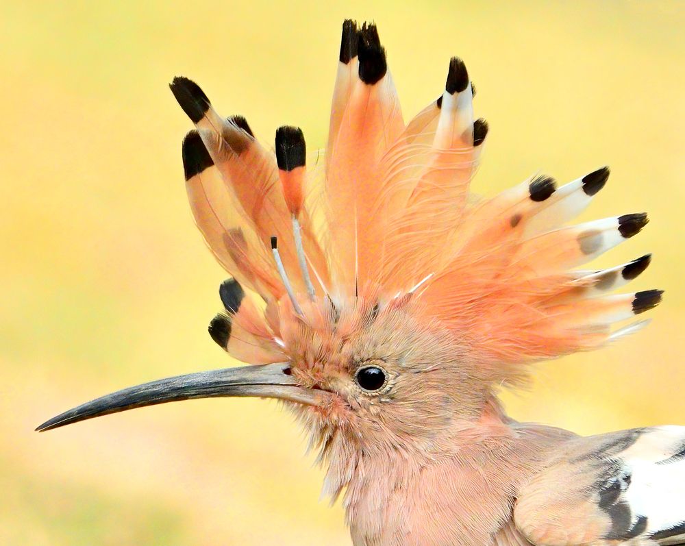 Photograph by Abhishek Manna