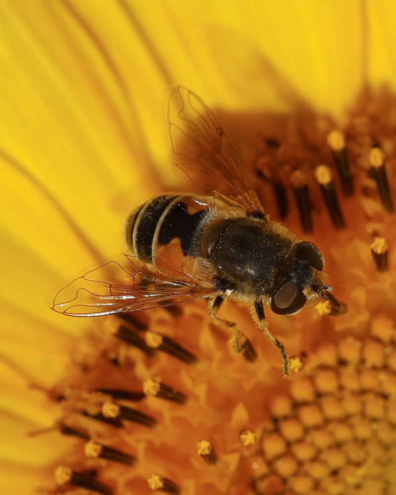 Photograph by Серегина Ирина